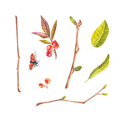 Ladybug and a branch with berries and leaves. Watercolor illustration on a white background. Suitable for design, postcards, wedding invitations, packages, business cards, mugs, printed products