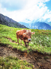 Animal background banner panorama - Funny cow in the mountains Allgäu Austria Alps, on green fresh meadow..