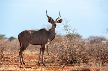 Kudu ( Tragelaphus strepsiceros) Mokala National Park, South Africa