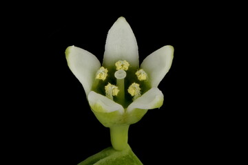 Ebracteate Bastard-Toadflax (Thesium ebracteatum). Flower Closeup
