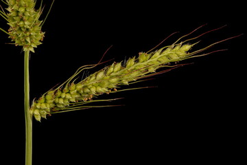 Cockspur (Echinochloa crus-galli). Inflorescence Detail Closeup