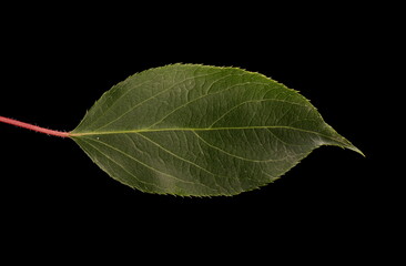 Hardy Kiwi (Actinidia arguta). Leaf Closeup