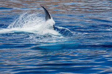 Fototapeta premium pectoral fin of humpback whale above water