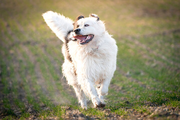 Pies rasy landseer biegnie radośnie po polanie 