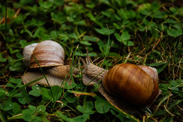 Ślimaki na łące © Marlena