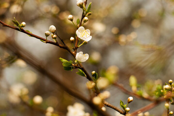 czereśnia kwitnąca gałązka © Marlena