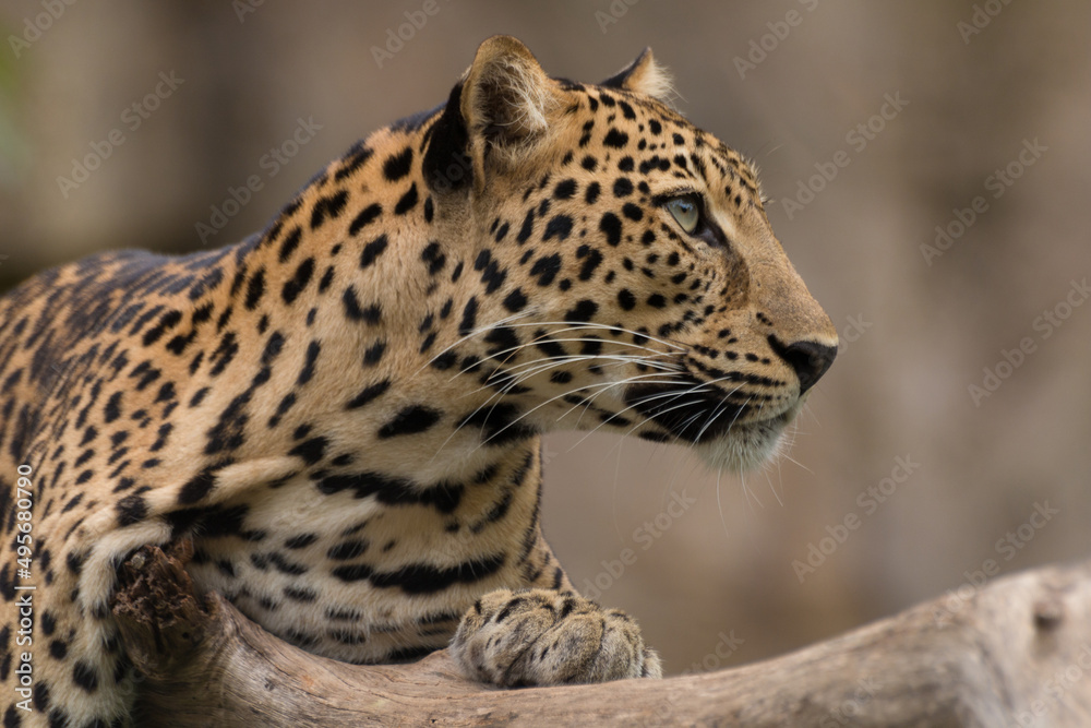 Poster Closeup shot of a leopard in the Korat Zoo in Thailand