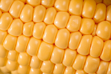Single close up ear of corn. Background pattern