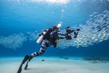 Seascape with Bait Ball, School of Fish, Mackerel fish in the coral reef of the Caribbean Sea, Curacao