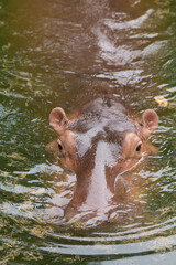 Closeup shot of a Hippopotamus in a lake in Korat Zoo in Thailand