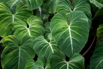 Philodendron Gloriosum growing wild in the rain forest. Green velvet, white vein,  heart shape,...