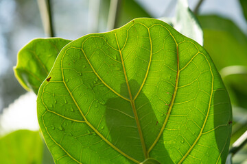 Leaf detail of the Fiddle-leaf fig plant. Macro on leaf