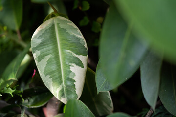 Close up of the Variegated Ficus Elastica Rubber Fig plant leaf