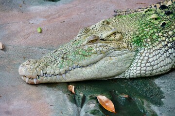 Kopf eines weißen Leistenktokodils