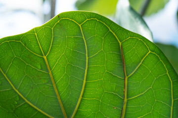 Leaf detail of the Fiddle-leaf fig plant. Macro on leaf