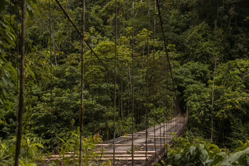 Suspension bridge with ropes with dense forest on the background