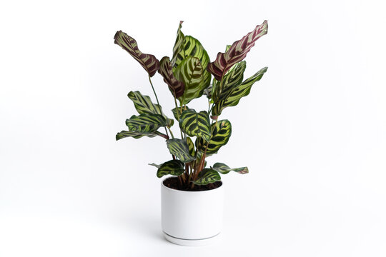 Calathea Makoyana in white ceramic pot with isolated white background. Calathea makoyana also known as peacock plant  is a species of plant belonging to the genus Calathea in the family Marantaceae.