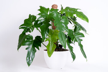 Philodendron Golden Dragon plant bushy in isolated white background © JCM