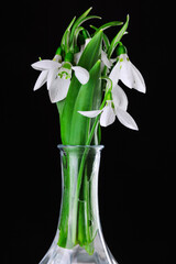 Galanthus nivalis, spring flowers snowdrop isolated on black background.