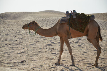Wakacje w egzotycznych krajach. Wielbłąd na pustyni.