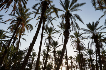 Oaza, gaj palmowy w sercu pustyni. Palmy daktylowe, kokosowe, bananowce na tle błękitnego afrykańskiego nieba.