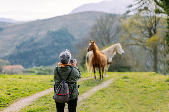 Faceless woman taking photo of horses
