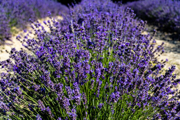 Lavender field in Sale Langhe San Giovanni, Cuneo, Italy. Sale San Giovanni, village in Piedmont, called Little Provence for the blooming