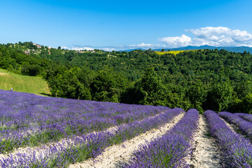 Naklejka na ściany i meble Lavender field in Sale Langhe San Giovanni, Cuneo, Italy. Sale San Giovanni, village in Piedmont, called Little Provence for the blooming