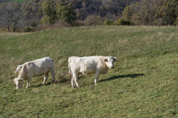 Obraz premium Cows grazing on pasture.White cow natural farm landscape