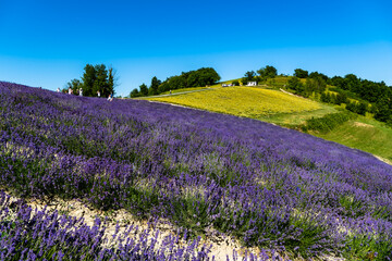Fototapeta na wymiar Lavender field in Sale Langhe San Giovanni, Cuneo, Italy. Sale San Giovanni, village in Piedmont, called Little Provence for the blooming