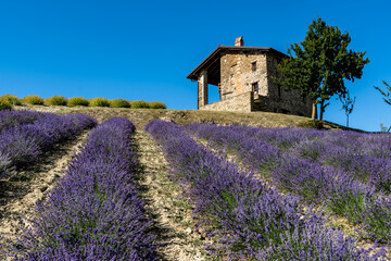Lavender field in Sale Langhe San Giovanni, Cuneo, Italy. Sale San Giovanni, village in Piedmont, called Little Provence for the blooming