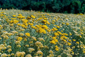 Field of helichrysum in Sale San Giovanni, village in Piedmont, Cuneo. Italy. Sale San Giovanni is...