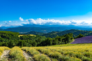 Lavender field with the maritime alps on background in Sale Langhe San Giovanni, Cuneo, Italy. Sale San Giovanni,village in Piedmont, called Little Provence for the blooming 