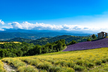 Lavender field with the maritime alps on background in Sale Langhe San Giovanni, Cuneo, Italy. Sale San Giovanni,village in Piedmont, called Little Provence for the blooming 
