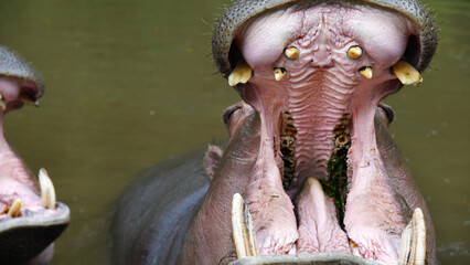 Closeup shot of a hippo opening its mouth wide - obrazy, fototapety, plakaty