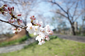 Fototapeta premium 青空の下、広場で花見