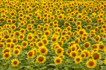 Sunflower agriculture field close up