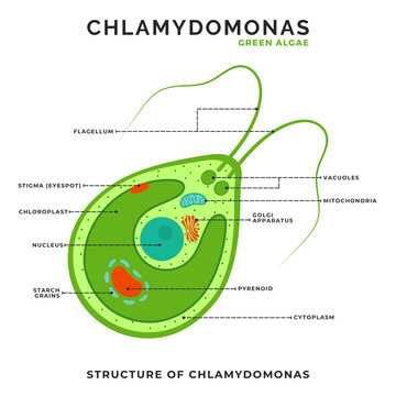Structure Of Chlamydomonas Green Algae Species
