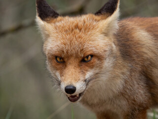 Portrait of an angry red fox in a forest