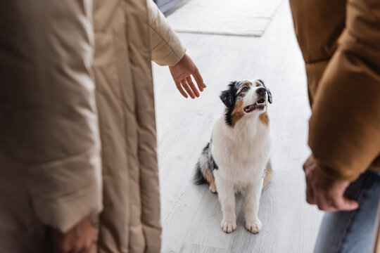 cropped view of woman with outstretched hand near australian shepherd dog.