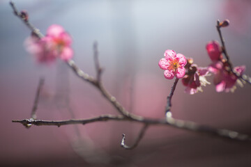 咲き始めの梅(アップ)