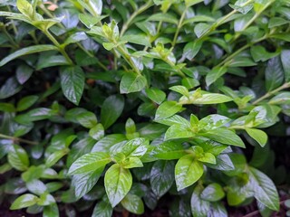 Green leaves background, natural abstract background