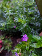 Green leaves background with small purple flower, natural abstract background