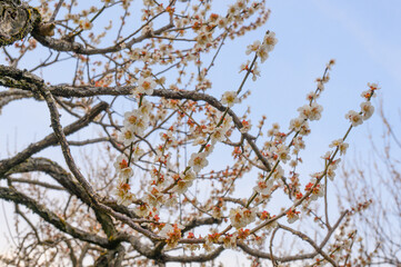 ３月の水戸偕楽園