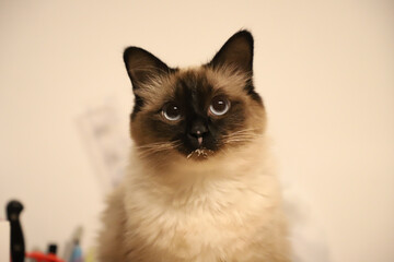 Closeup shot of a ragdoll on the blurry background
