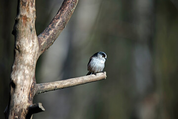 Long tailed tit perched on a log enjoying the spring sunshine