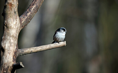 Long tailed tit perched on a log enjoying the spring sunshine