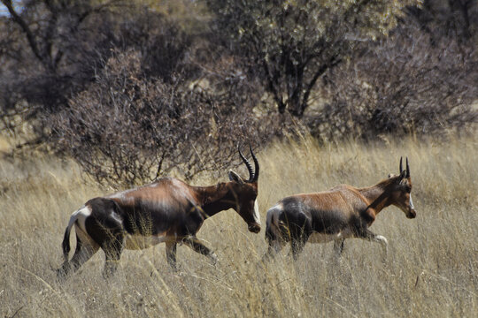 Closeup shot of two tsessebes running in the forest