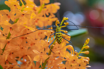 Long-horned Beetle on orange orchid .