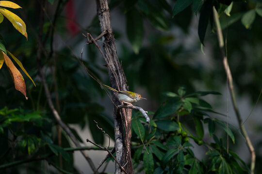 Common tailorbird